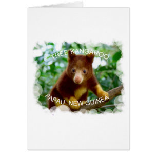 Tree kangaroo