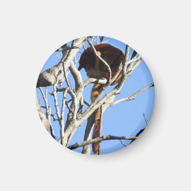 Tree Kangaroo Magnet (Front)