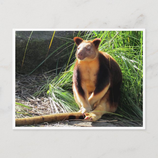 tree kangaroo postcard (Front)