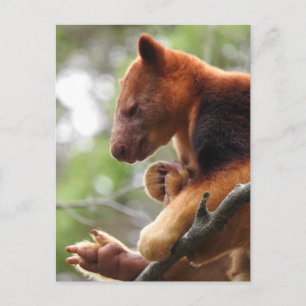 Tree Kangaroo Postcard