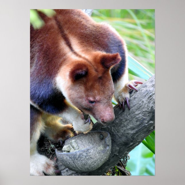 Tree Kangaroo Poster (Front)