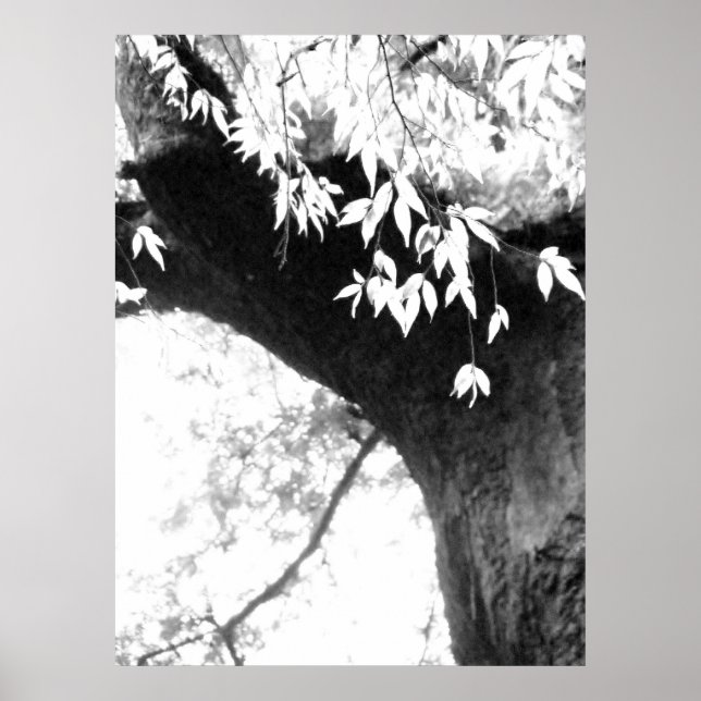 Tree l Still Nature l Photography Poster (Front)