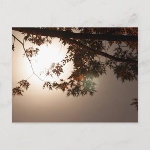 Tree Leaves and Moonlight Postcard