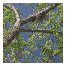 Tree Leaves Branches and Blue Sky