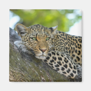 tree leopard magnet
