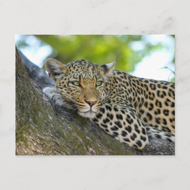 tree leopard postcard (Front)