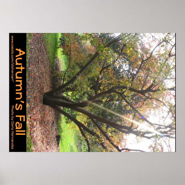 Tree Light Ray Autumn's Fall Poster (Front)