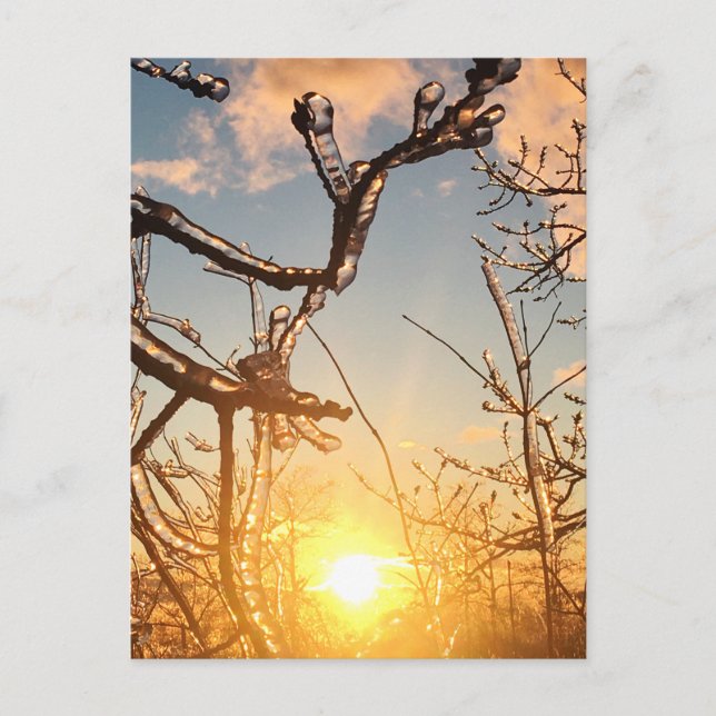tree limb icicles postcard (Front)