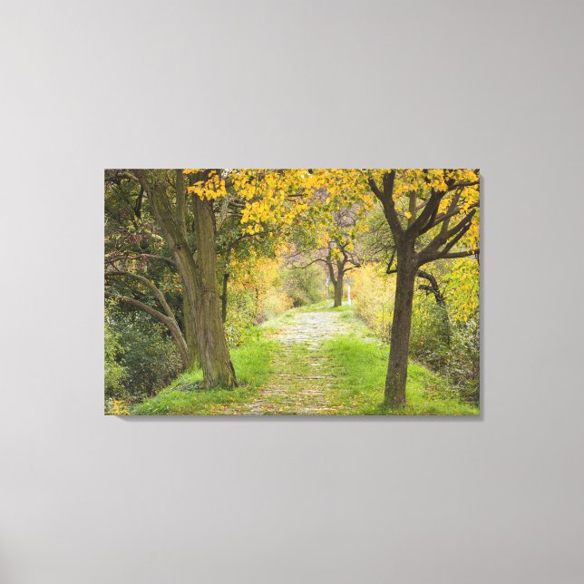 Tree-lined Path in Autumn Canvas Print (Front)