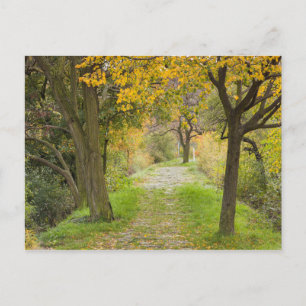 Tree-lined Path in Autumn Postcard