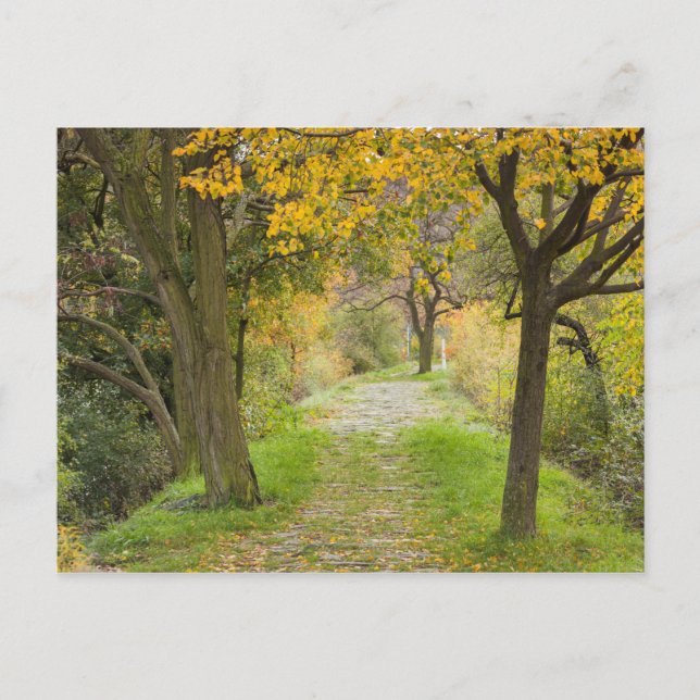 Tree-lined Path in Autumn Postcard (Front)