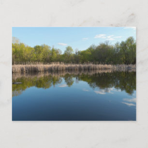 Tree-lined Pond and Reedy Marsh in Spring Postcard