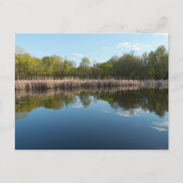 Tree-lined Pond and Reedy Marsh in Spring Postcard (Front)