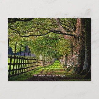 Tree-lined Walk, Mount Edgcumbe, Cornwall Postcard
