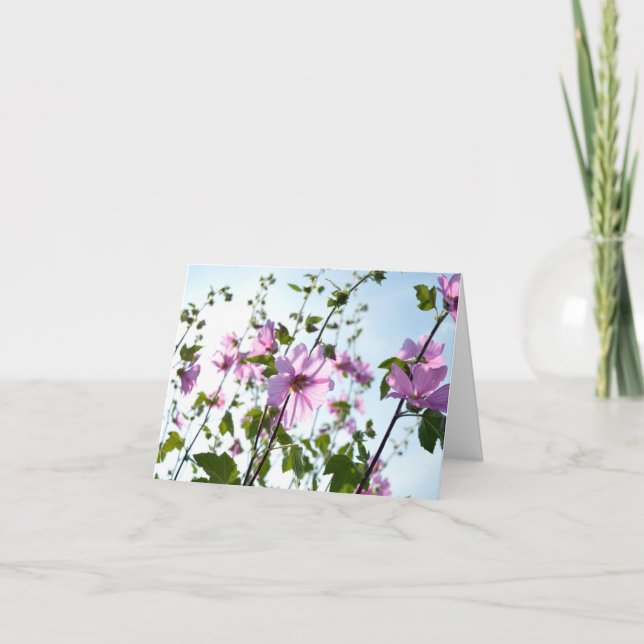 Tree Mallow Blooms in Summer  Card (Front)