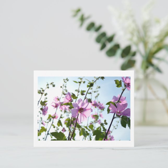 Tree Mallow Blooms in Summer Postcard (Standing Front)