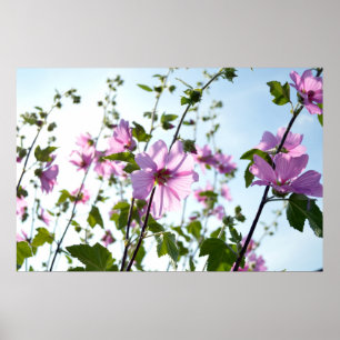 Tree Mallow Blooms in Summer Poster