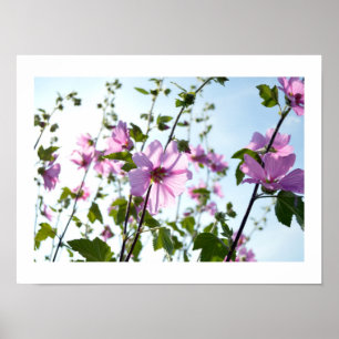 Tree Mallow Blooms in Summer Poster