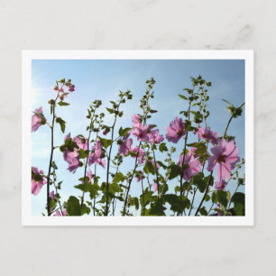 Tree Mallow Blooms Postcard
