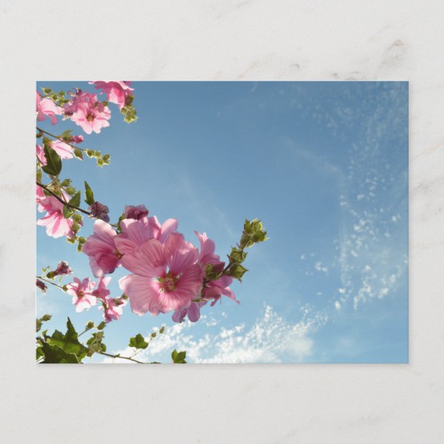 Tree Mallow Blooms & Summer Sky Postcard (Front)