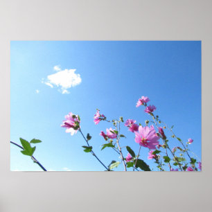 Tree Mallow in Bloom Poster