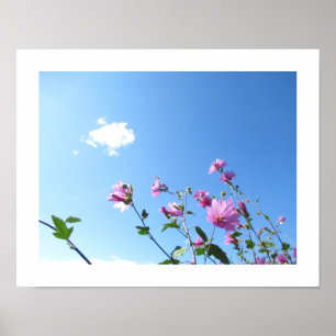 Tree Mallow in Bloom Poster
