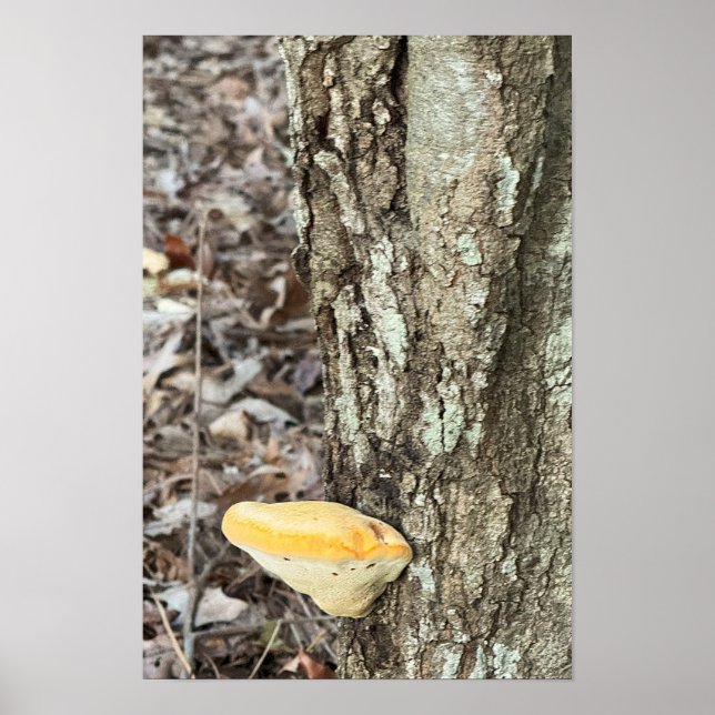 Tree Mushroom Poster (Front)
