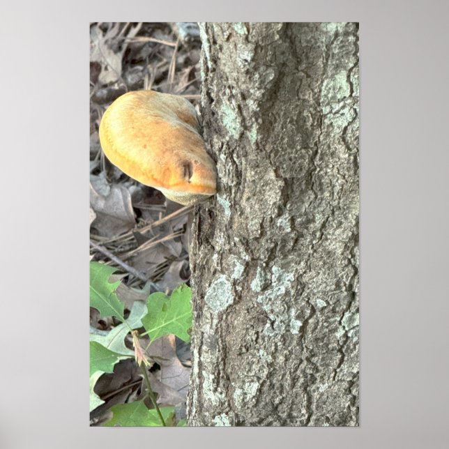 Tree Mushroom Poster (Front)