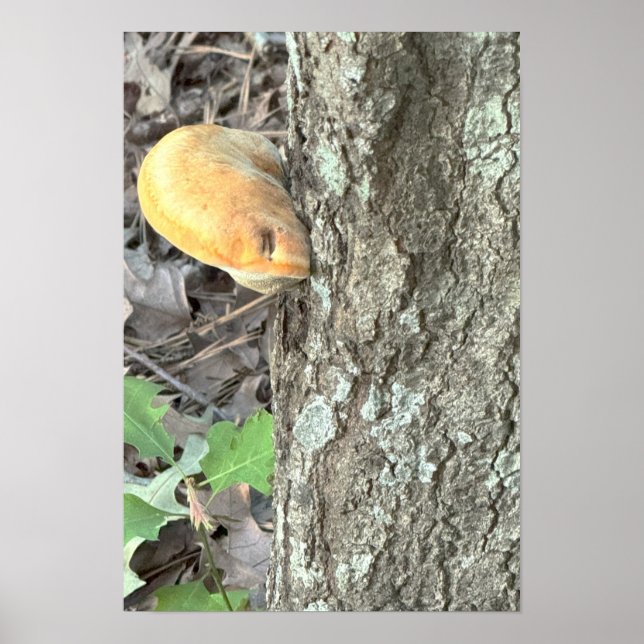 Tree Mushroom Poster (Front)