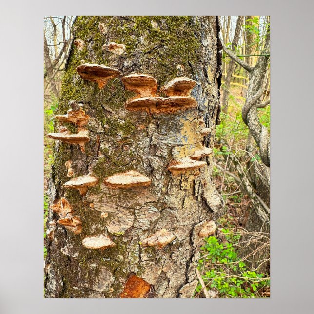 Tree Mushrooms Photo Poster (Front)