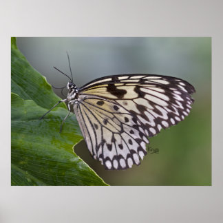 Tree Nymph Print