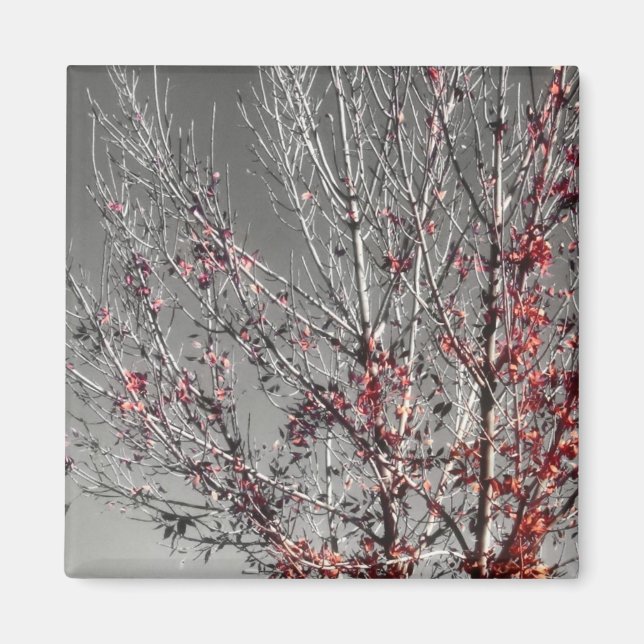 Tree of hope magnet (Front)