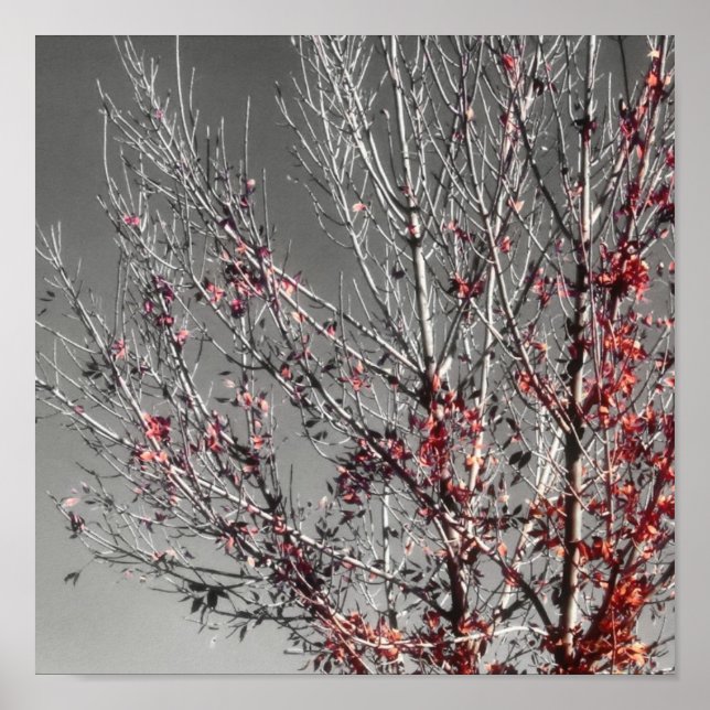 Tree of hope print (Front)