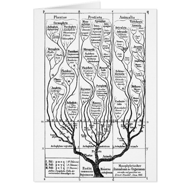 Tree of Life (Front)