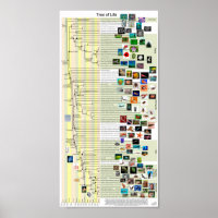 Tree of Life evolution poster