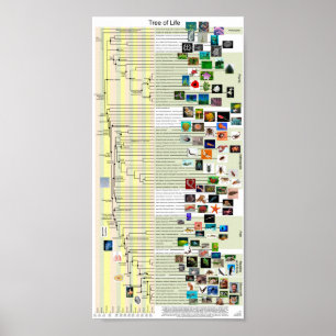 Tree of Life evolution poster