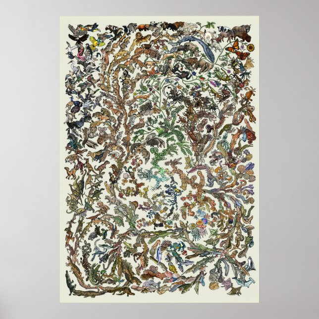 Tree of Life - Evolution Poster - Colour (Front)