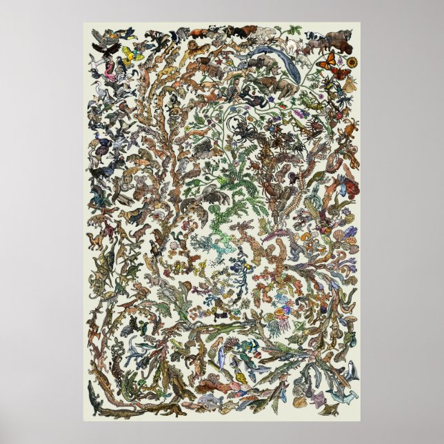 Tree of Life - Evolution Poster - Colour (Front)
