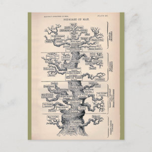 Tree Of Life / Pedigree Of Man Postcard