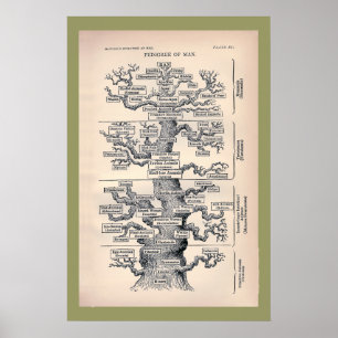 Tree Of Life / Pedigree Of Man Poster
