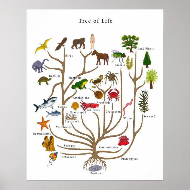 Tree of Life Poster (Front)