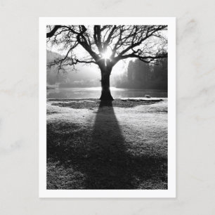 Tree of Light: Derwentwater, Cumbria Postcard