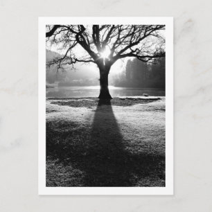 Tree of Light: Derwentwater, Cumbria Postcard