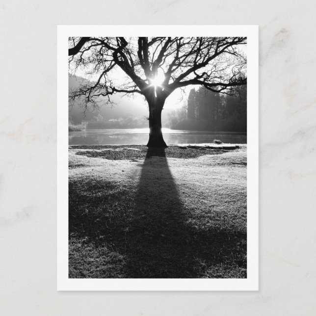 Tree of Light: Derwentwater, Cumbria Postcard (Front)