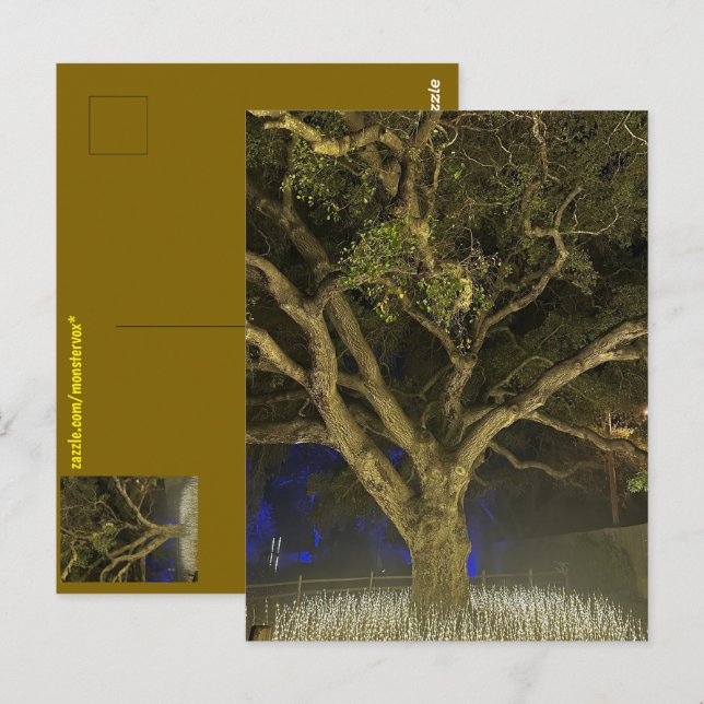 Tree of Light Postcard (Front/Back)
