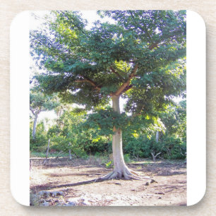 Tree of Wisdom-cork coaster