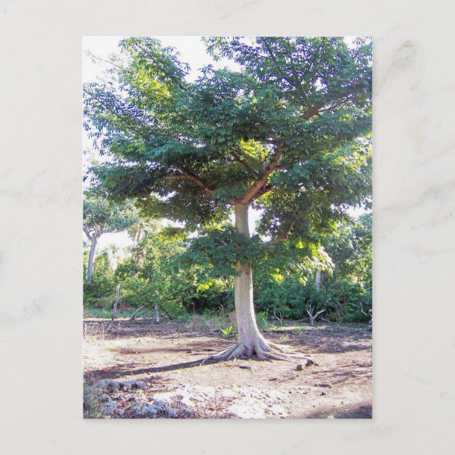 Tree of Wisdom-postcard Postcard (Front)