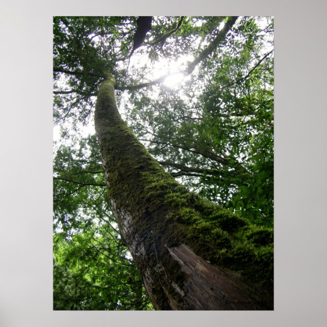 Tree Old Tree/Lalashan National Forest Sanctuary Poster (Front)