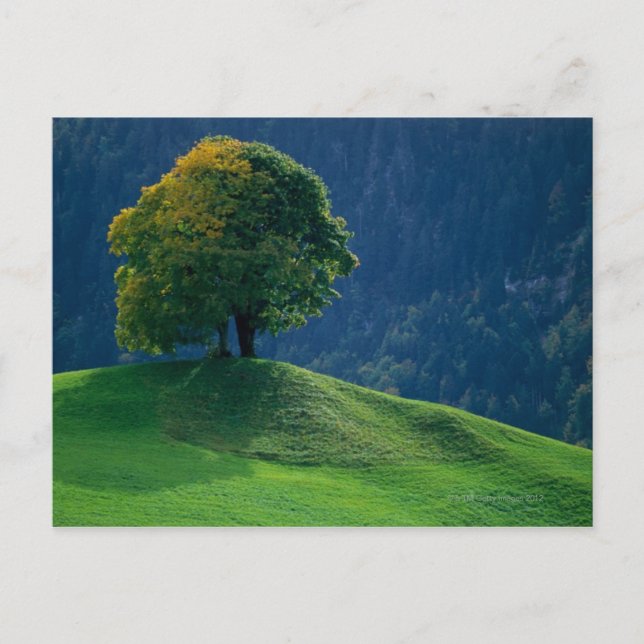 Tree on a Hill Postcard (Front)