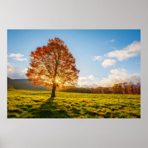 Tree on Fire Poster